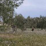 ...curati da un anziano contadino